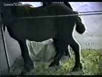 Bestiality Sex - Brown pony became her fuck buddy